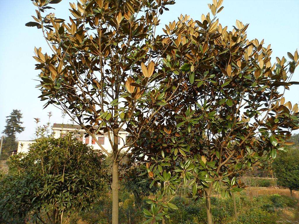紫玉兰、广玉兰、白玉兰哪个品种好_怎么区别紫玉兰和红玉兰