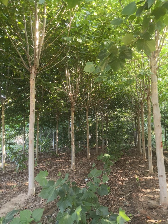 葫芦娃视频污污污