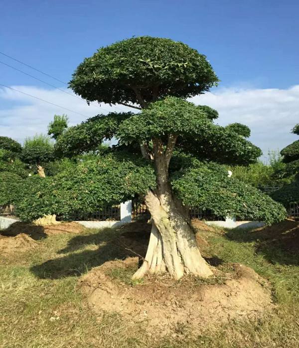 速生白蜡(老白蜡)和对节白蜡有什么不同?
