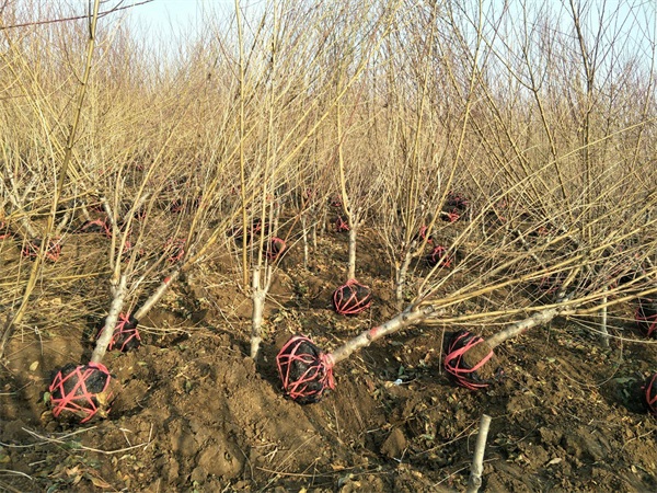 红叶碧桃树苗多少钱一棵?_碧桃基地最新价格
