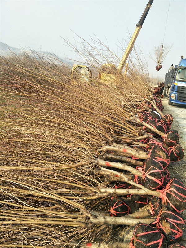 红叶碧桃树苗多少钱一棵?_碧桃基地最新价格