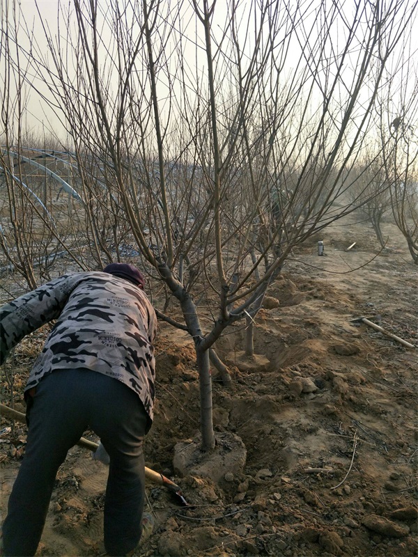 红叶碧桃树苗多少钱一棵?_碧桃基地最新价格