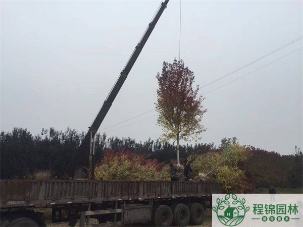 10公分葫芦娃黄色视频秋火焰多少钱一棵