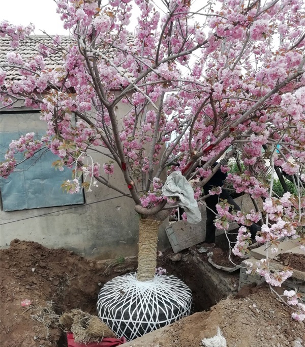 樱花树什么时候移植好_时间详解