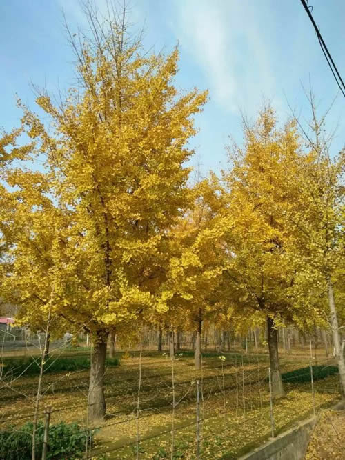 2019年葫芦娃黄下载价格表