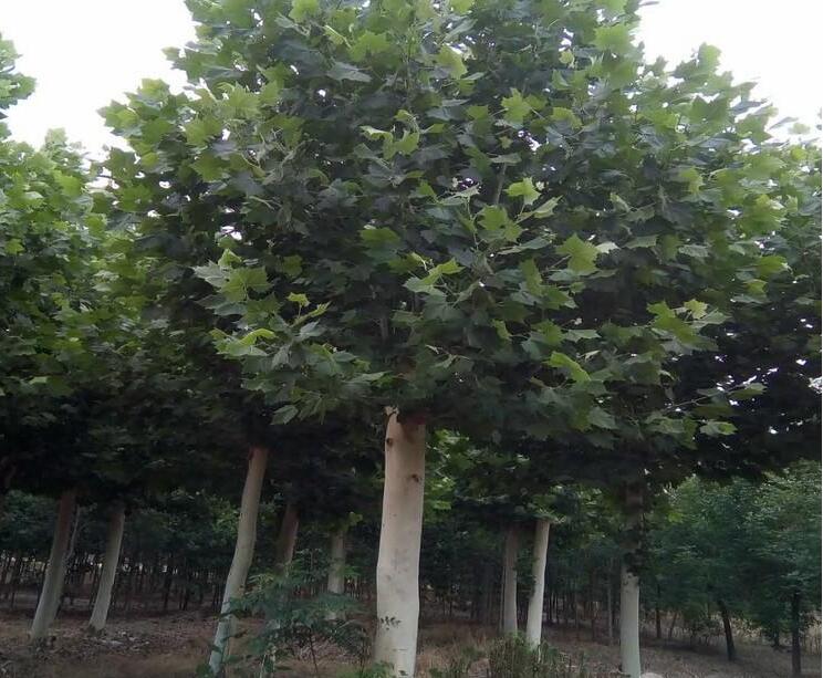 2019年葫芦娃视频污污污最新价格