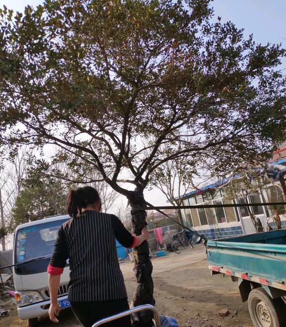 10公分独杆黄杨多少钱一棵?