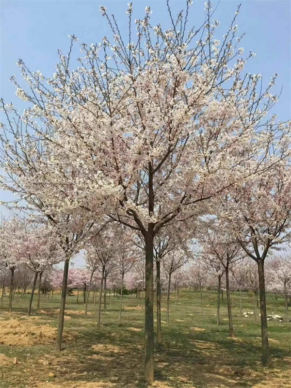 樱花树多少钱一棵?最新樱花树市场价格