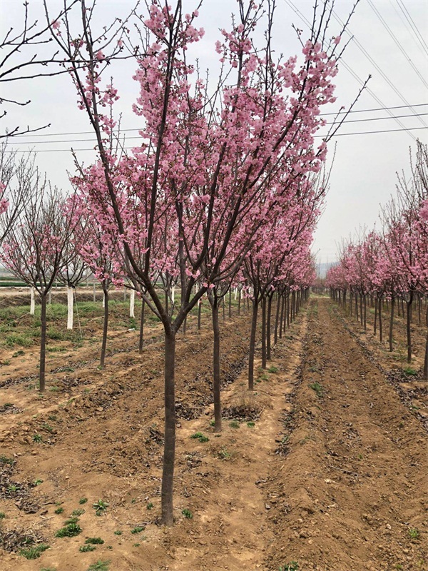 樱花树多少钱一棵?最新樱花树市场价格