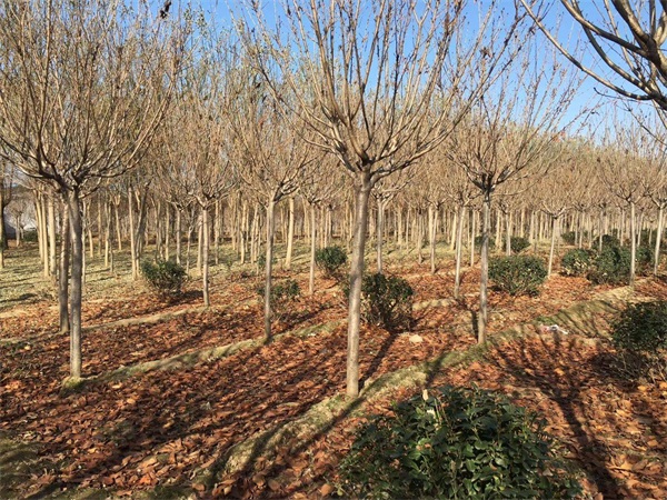 樱花树多少钱一棵?最新樱花树市场价格