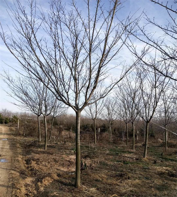 樱花树多少钱一棵?最新樱花树市场价格