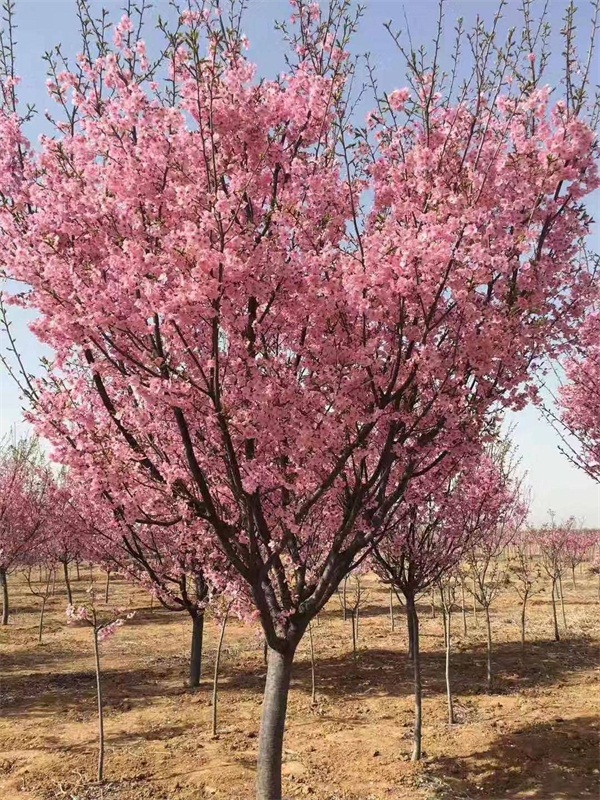 樱花树多少钱一棵?最新樱花树市场价格