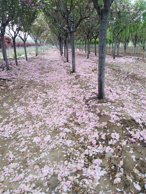 樱花树多少钱一棵?最新樱花树市场价格