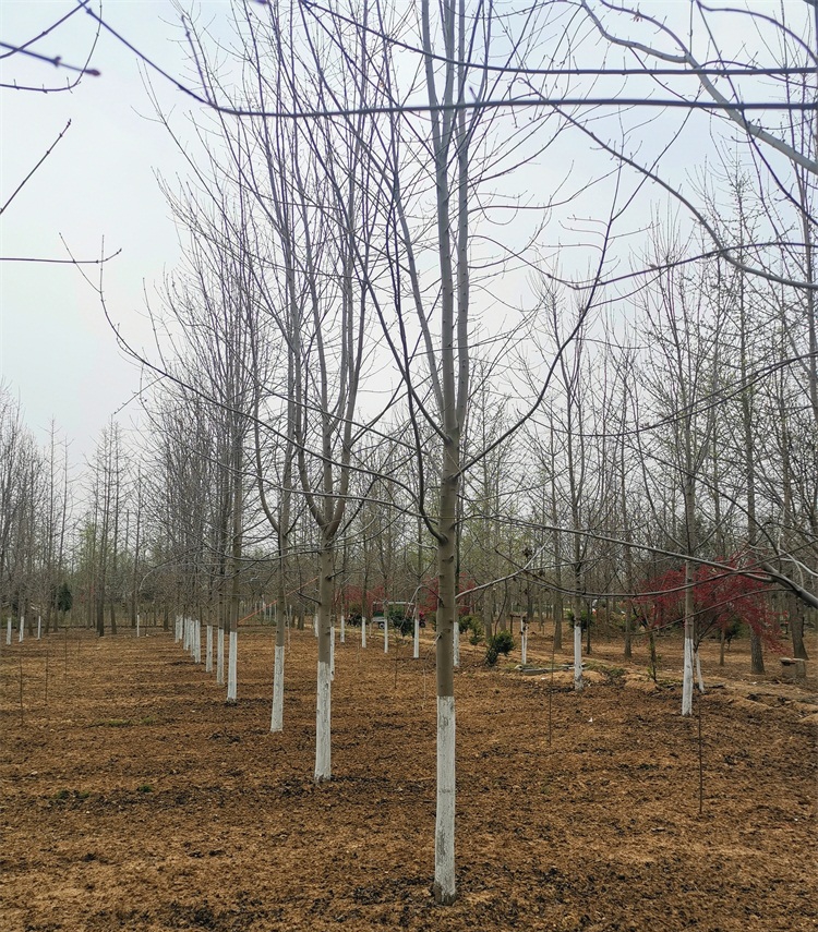 葫芦娃黄色视频多少钱一棵?葫芦娃黄色视频价格2020报价