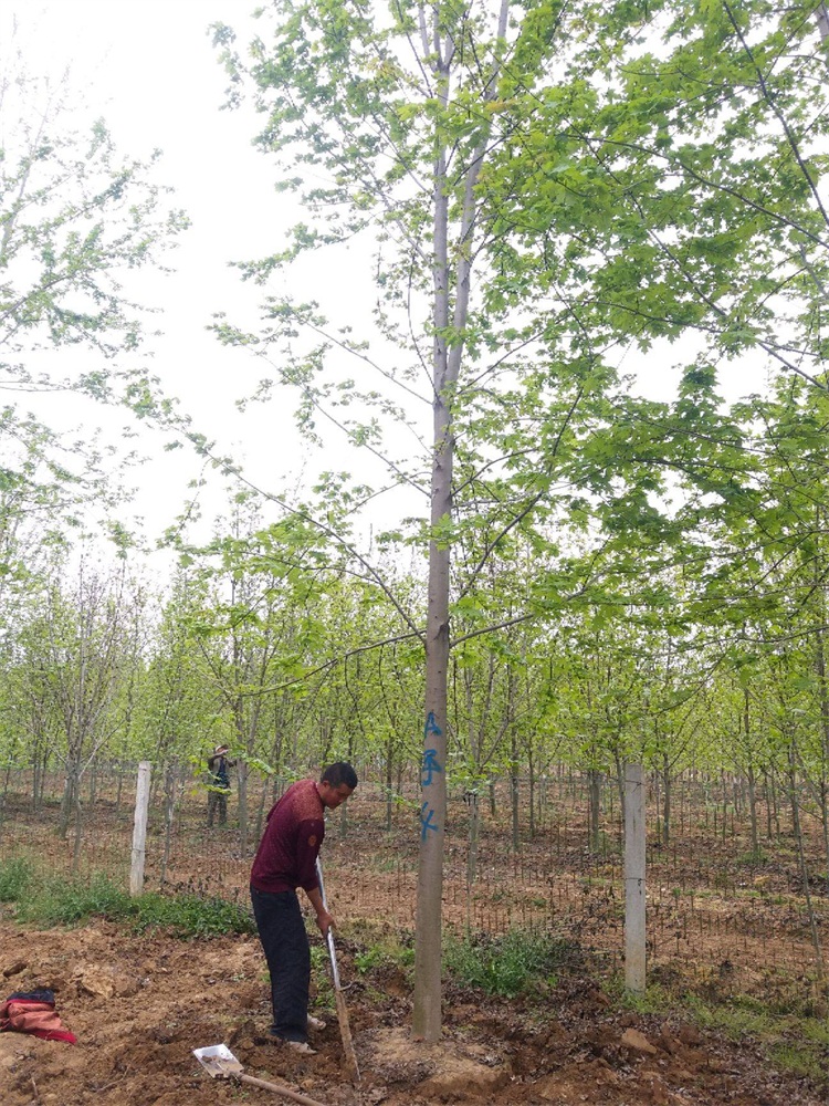 葫芦娃黄色视频多少钱一棵?葫芦娃黄色视频价格2020报价