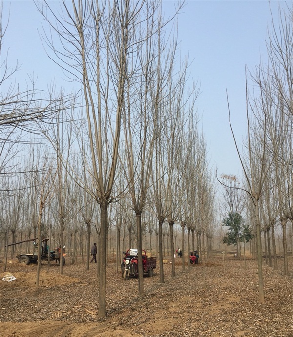 12公分白蜡树多少钱一棵_最新白蜡树价钱
