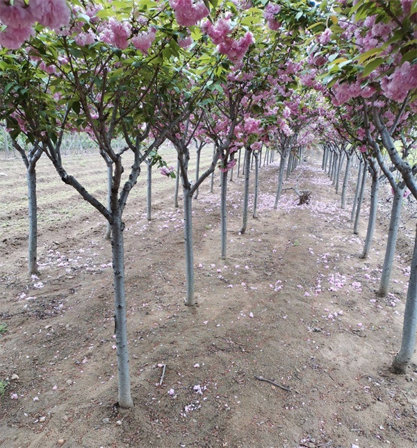 樱花树苗哪里能买到？樱花树基地介绍