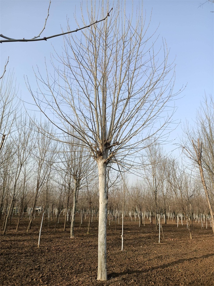 葫芦娃视频污污污树多少钱一棵_葫芦娃视频污污污树价格最新价格