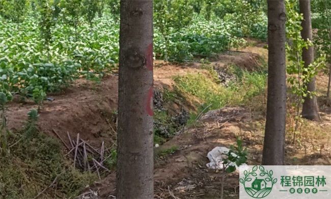 老白蜡跟速生白蜡有什么不同?