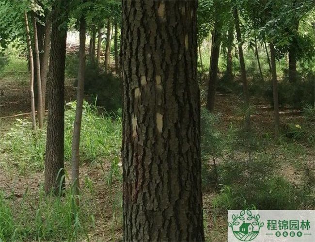 老白蜡跟速生白蜡有什么不同?