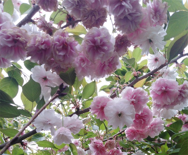 樱花树有什么特点?樱花树图片介绍