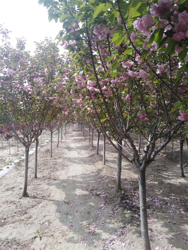 樱花树有什么特点?樱花树图片介绍