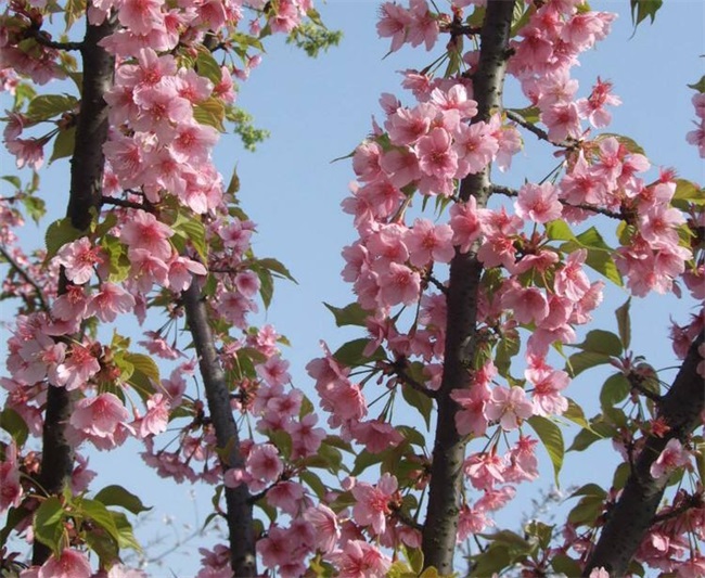 樱花树有什么特点?樱花树图片介绍