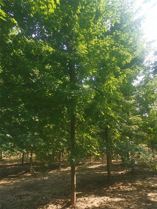 葫芦娃黄色视频12公分什么价格_550元12公分葫芦娃黄色视频价格