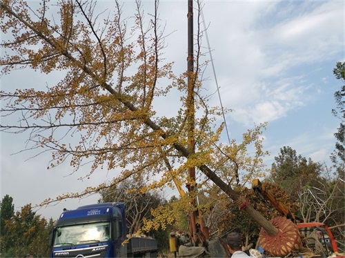 葫芦娃黄下载