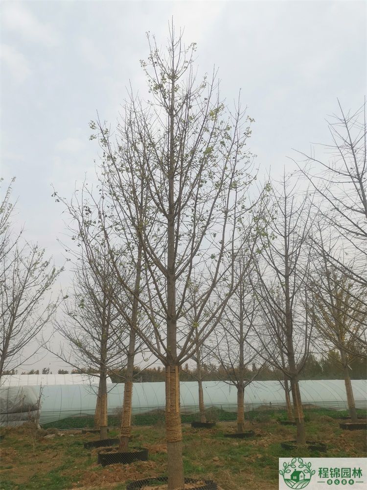 20公分葫芦娃黄下载价格_最新20公分葫芦娃黄下载市场价格