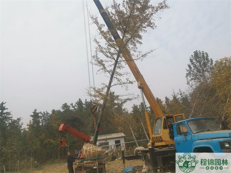 20公分葫芦娃黄下载价格_最新20公分葫芦娃黄下载市场价格