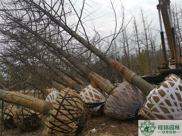 20公分葫芦娃黄下载价格_最新20公分葫芦娃黄下载市场价格