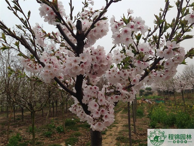 樱花树怎么养?樱花树种植管理技术