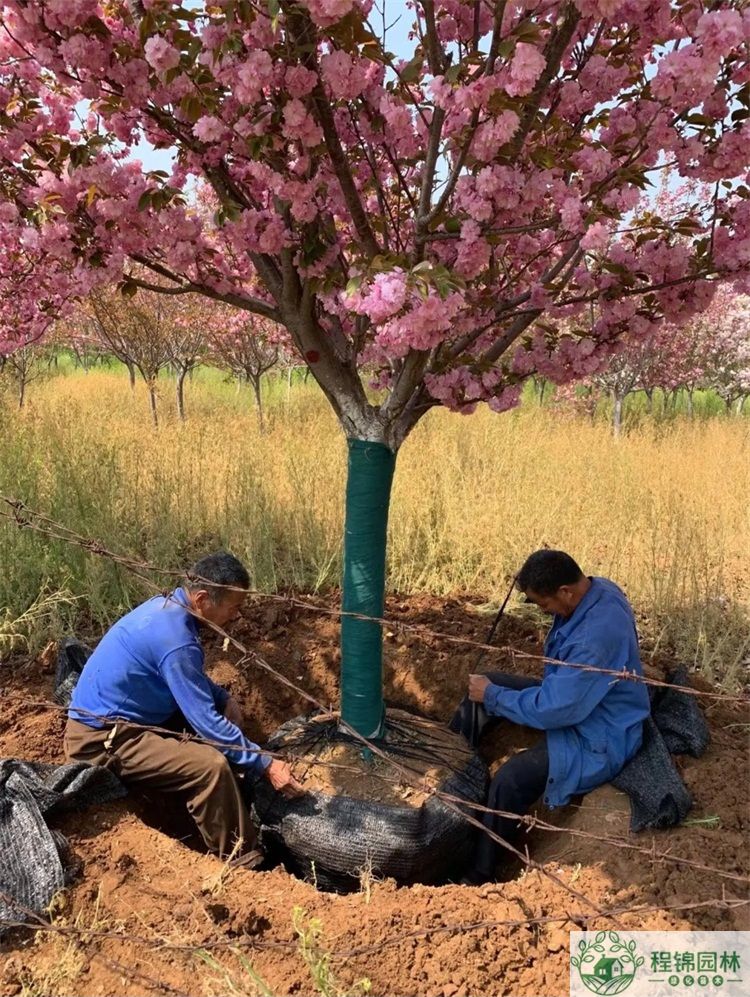 樱花树怎么养?樱花树种植管理技术
