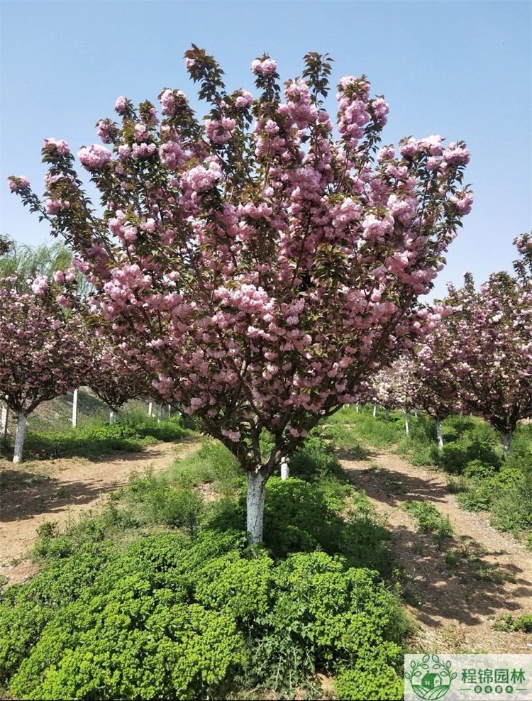 樱花树怎么养?樱花树种植管理技术