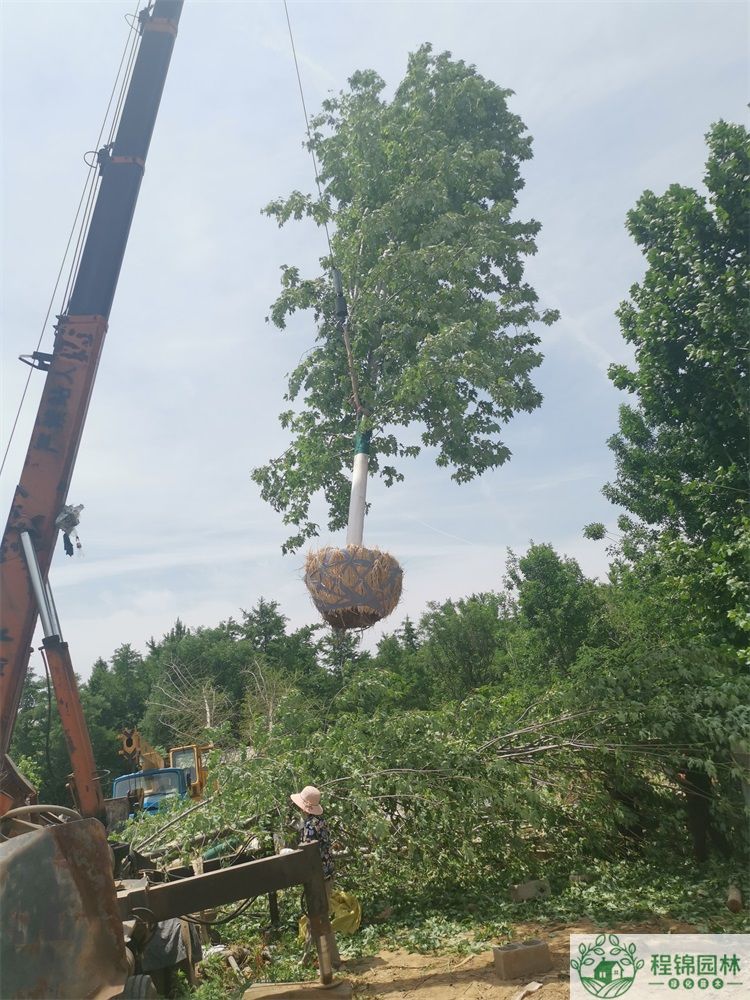 葫芦娃黄色视频14/15公分价格_葫芦娃黄色视频市场批发价格