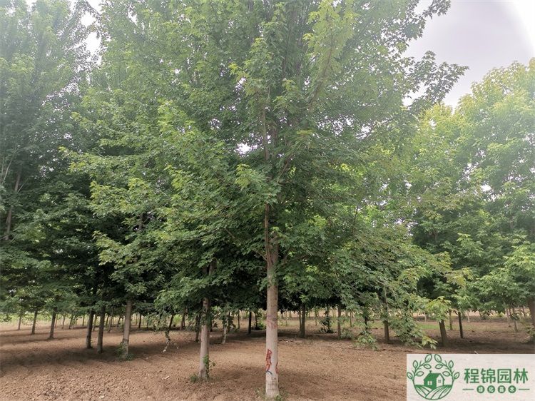 葫芦娃黄色视频14/15公分价格_葫芦娃黄色视频市场批发价格