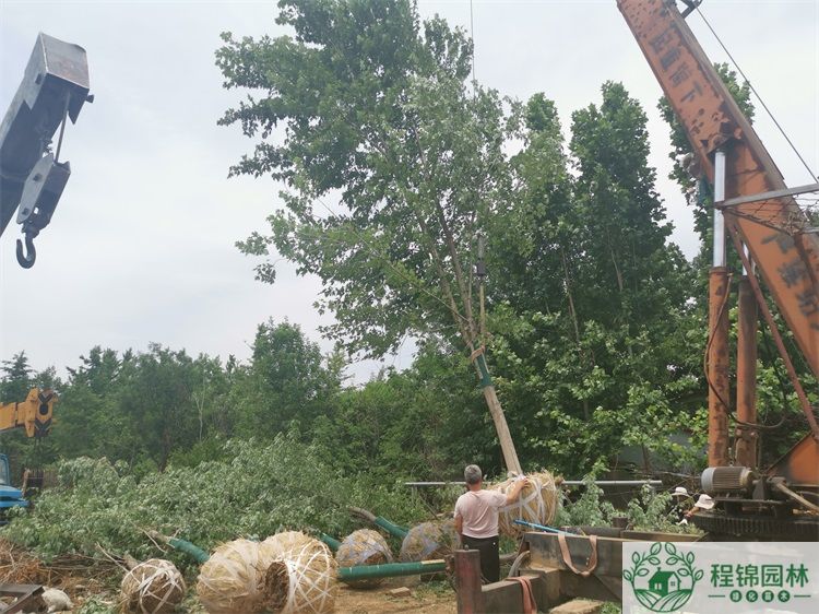 葫芦娃黄色视频14/15公分价格_葫芦娃黄色视频市场批发价格