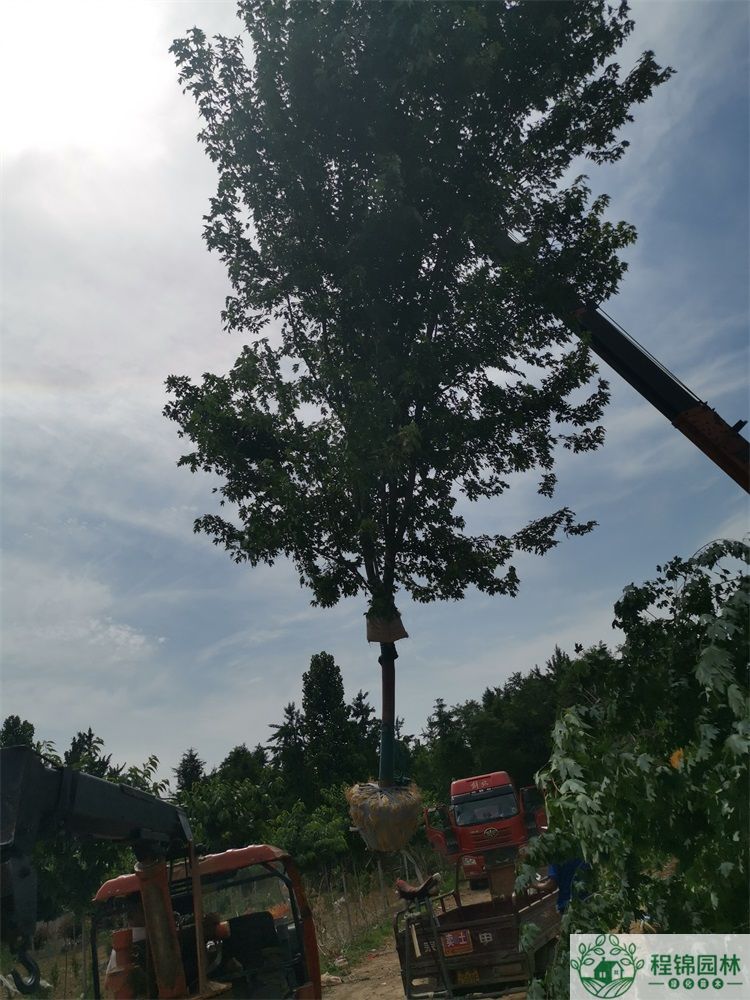 葫芦娃黄色视频14/15公分价格_葫芦娃黄色视频市场批发价格